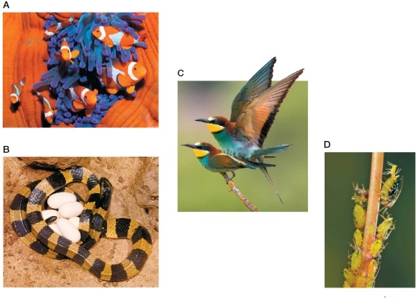 Refer to the figure showing four different species.   Which organisms in the figure lay amniote eggs? A)  A only B)  B only C)  Both A and B D)  Both B and C E)  Both C and D