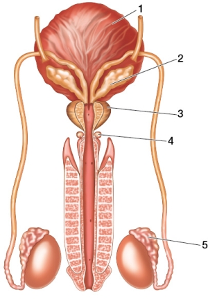 Refer to the figure showing the male reproductive tract.   A man who is having trouble conceiving a child consults a fertility clinic and is told that he has prostatitis.It is a low-grade infection, but it appears to be causing less alkaline semen and is likely the cause of his infertility.The physician points to the structure(s)  labeled _______ to indicate where the infection is located. A)  1 B)  2 C)  3 D)  4 E)  5