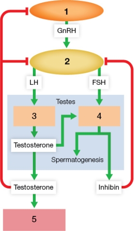 Refer to the figure showing male reproductive hormones.   In analyzing a 16-year old male patient with delayed puberty, it is found that the patient has low levels of serum LH, FSH and testosterone.Based on the figure, it is likely that the source of the problem is A)  in the pituitary gland, (labeled 1 in the figure) . B)  a lack of sensitivity of the pituitary gland to testosterone. C)  in the target organs, (labeled 5 in the figure) . D)  a lack of sensitivity of the hypothalamus to testosterone. E)  in the hypothalamus, (labeled 1 in the figure) .