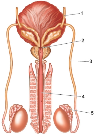 Refer to the figure showing the male reproductive tract.   If a man elects to have a vasectomy as a form of contraception, which duct(s)  will be cut and tied off in the procedure? A)  1 B)  2 C)  3 D)  4 E)  5