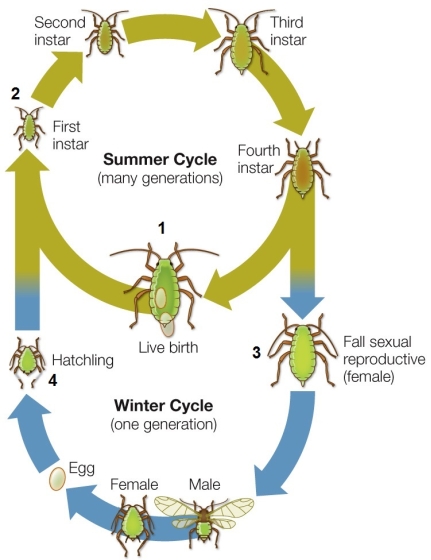 Refer to the figure showing aphid reproductive cycles.   The organism labeled 1 is a female and is genetically identical to the organism(s) labeled _______.