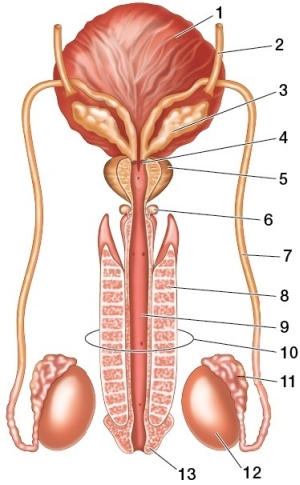 Refer to the figure showing the male reproductive tract.   A man consults his urologist about severe pain.The physician diagnoses him as having epididymitis, an inflammation of the epididymis.The physician points to the structure labeled _______ on the figure and explains that infection here is why he feels pain in his scrotum.