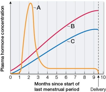 Refer to the graph showing the hormones involved in pregnancy and childbirth.   If a woman has a miscarriage in the second month of her pregnancy, she will begin menstruating again in the following months because the hormone represented by the curve labeled A in the graph is no longer present.Its absence will also result in the degeneration of the _______.