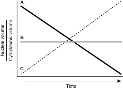 Refer to the graph.   In the graph, curve _______ best represents the changes in the ratio of nuclear volume to cytoplasmic volume during early cleavage in most animals.At this time, the blastomeres _______ in size. A)  A; decrease B)  B; decrease C)  C; decrease D)  A; increase E)  C; increase