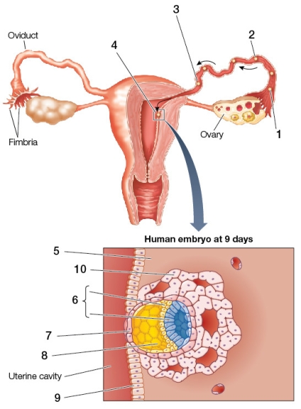 Refer to the figure showing implantation in humans.   Based on the figure, which statement is true? A)  The embryo proper develops from the structure at point 8. B)  The stage of embryonic development depicted is early cleavage. C)  The structure at point 7 secretes proteolytic enzymes that aid implantation. D)  The structure at point 8 is formed when cells of the structure at point 6 secrete fluid. E)  The structure at point 10 develops from the structure at point 9.