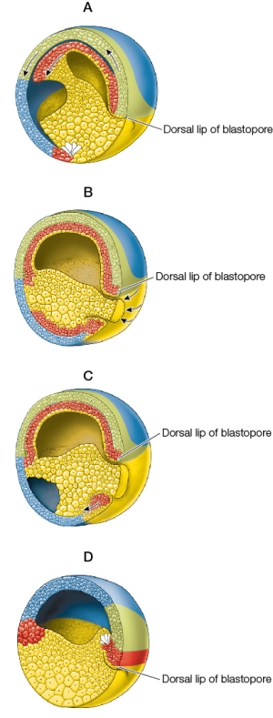 Refer to the figure showing stages of gastrulation in the frog.   Which of the following represents the correct sequence of events? A)  A, B, C, D B)  A, C, B, D C)  C, D, B, A D)  D, A, C, B E)  D, C, A, B