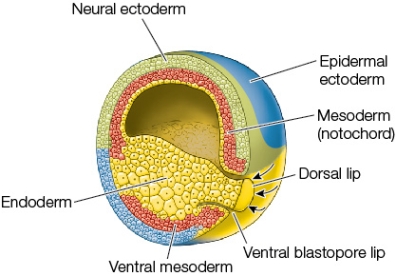 Refer to the figure showing a stage of gastrulation in the frog.   Consider a piece of ectoderm that is destined to be neural tissue in its original location in the gastrula shown in the figure.If it is transplanted into a location destined to be epidermis in a gastrula of similar age, which of the following will result? A)  The transplanted tissue will develop into neural tissue. B)  The transplanted tissue will develop into dermis. C)  The transplant will be rejected. D)  The transplanted tissue will develop into epidermis. E)  A second complete embryo will form belly-to-belly with the recipient of the transplant.