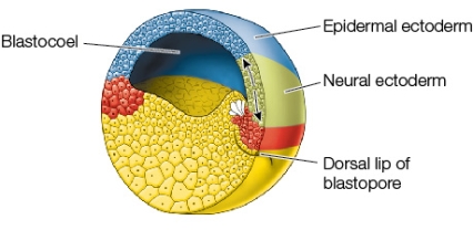 Refer to the figure showing a stage of gastrulation in the frog.   If a piece of ectoderm destined to be epidermis (outer layer of skin)  is removed from a gastrula of the stage seen in the figure and put into a location destined to be neural tissue in a similarly aged gastrula, which result is the most likely? A)  The transplanted tissue will develop into neural tissue. B)  The transplanted tissue will develop into dermis. C)  The transplant will be rejected. D)  The transplanted tissue will develop into epidermis. E)  A second complete embryo will form belly-to-belly with the recipient of the transplant.