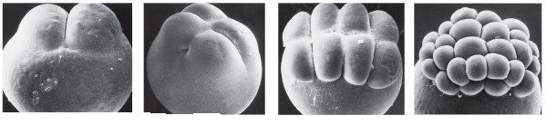 Refer to the figure showing an embryo during early cleavage.   How do you know that this embryo is not that of a frog?