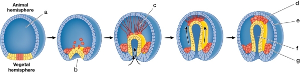 Refer to the figure showing a sea urchin gastrula.   Of the structures labeled a-g in the sea urchin gastrula, which are also found in the amphibian gastrula, and what are the names of these structures?