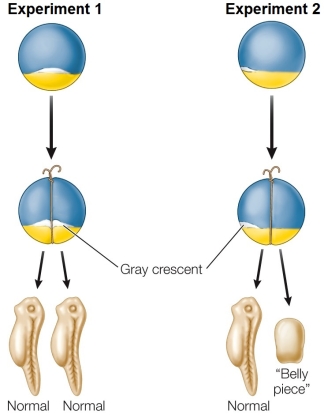 Refer to the figure showing some of the manipulations carried out by Spemann on developing amphibians.   Do the results of these experiments on salamander development indicate that gray crescent material is necessary for normal development? Do these results indicate that gray crescent material is sufficient for normal development? Explain your answer.