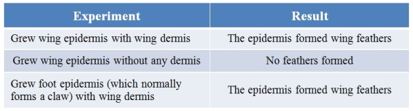 A researcher wanted to know if the dermis below the wing epidermis in a chick embryo sent inductive signals to the epidermis that resulted in the epidermis forming wing feathers.The researcher therefore did three experiments with the following results:   From these results, can we conclude that wing dermis induces epidermis to form wing feathers? Explain your answer.