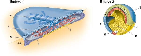 Refer to the figure.   Which embryo is representative of gastrulation in an amphibian, and which is representative of gastrulation in a reptile? Using the letter labels, identify which structures in the two embryos are homologous.