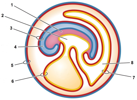 Refer to the figure showing a 9-day chick embryo.   Match the following terms with their label numbers in the figure: allantoic membrane, allantois, amnion, body of embryo, chorion, and yolk sac.