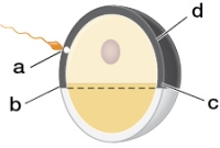 Refer to the figure showing fertilization in an amphibian egg.   Predict where the gray crescent will form and what region of the embryo this will mark. A)  It will form at point  a  and mark the dorsal region. B)  It will form at point  b  and mark the ventral region. C)  It will form at point  c  and mark the dorsal region. D)  It will form at point  d  and mark the ventral region. E)  It will form at point  a  and mark the ventral region.
