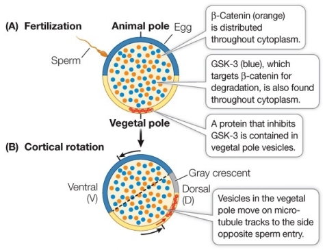 Refer to the figure showing cytoplasmic factors in a fertilized frog egg.   Suppose a researcher experimenting with the frog egg shown in part A removes the vesicles containing the GSK-3 inhibiting protein.What will be the most likely result of this experiment? A)  The embryo will develop into two larvae joined belly-to-belly. B)  No dorsal-ventral axis will be established in the embryo. C)  Anterior structures will form, but posterior structures will not form. D)  Two sets of dorsal structures will form. E)  An embryo with two dorsal-ventral axes will form.