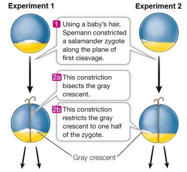 Refer to the figure showing some of the manipulations carried out by Spemann on developing amphibians.   Experiment 1 resulted in A)  two clumps of undifferentiated cells. B)  two normal embryos. C)  one normal embryo and one clump of undifferentiated cells. D)  two embryos joined at the belly. E)  two embryos joined along their backs.