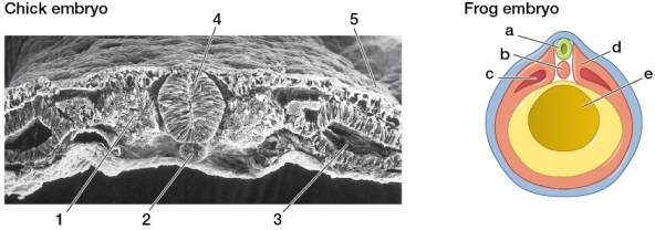 Refer to the figure showing a scanning electron micrograph of a chick embryo and the figure of a frog embryo.   Which correctly matches a structure in the chick embryo with a structure in the frog embryo? A)  1 and d B)  2 and a C)  3 and c D)  4 and b E)  5 and e