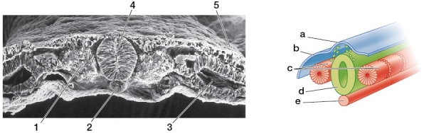 Refer to the figure showing a scanning electron micrograph and figure of a chick embryo.   Which labels in the two figures are pointing to the structure that will form vertebrae? A)  1 and e B)  1 and c C)  2 and e D)  3 and c E)  4 and d