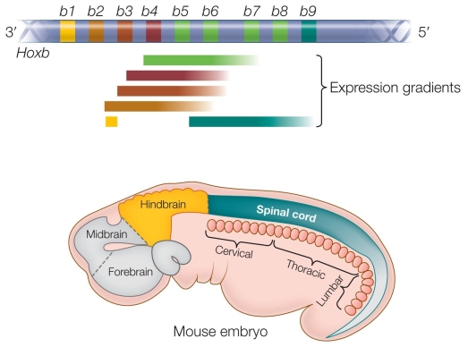 Refer to the figure showing Hox gene expression in the mouse embryo.   From this figure you can conclude that A)  only one Hoxb gene is expressed in the anterior region of the embryo. B)  more Hoxb genes are expressed in the posterior region of the embryo than in the anterior region. C)  Hoxb9 gene is only expressed in the posterior region of the spinal cord. D)  Hoxb4 gene is expressed in a more posterior region than Hoxb2. E)  Hoxb2 expression is higher in the spinal cord than the hindbrain.