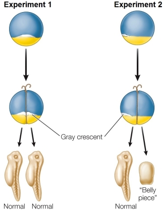 Refer to the figure showing manipulations carried out by Spemann on developing amphibians.   The results of this experiment indicate that the gray crescent is _______ for normal development of the amphibian embryo.