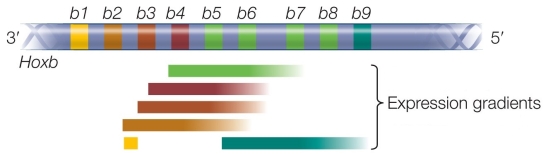 Refer to the figure showing the expression of the Hoxb gene cluster in a mouse.   Based on the figure, you can conclude that A)  determination of anterior structures is dependent upon expression of Hoxb1 and Hoxb2 genes. B)  Hoxb1 is expressed later in development than Hoxb9. C)  each Hoxb gene is expressed in a unique region along the anterior-posterior axis in which other Hoxb genes are not expressed. D)  there is greater Hoxb3 expression in the posterior than in the anterior region of the embryo. E)  Hoxb9 is the only Hoxb gene expressed in the anterior region of the embryo.