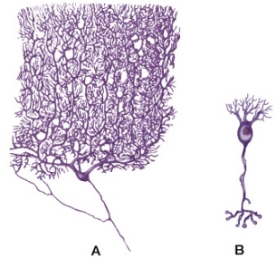 Refer to the figure showing two types of neurons.   Compared with neuron B, neuron A would be more likely to A)  communicate information over a short distance. B)  collect information from more cells. C)  process information from fewer cells. D)  depolarize after receiving an action potential. E)  process information more quickly from a single synapse.