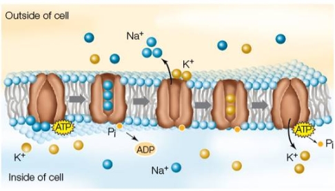 Refer to the figure showing a cell membrane.   The figure illustrates the activity of a(n)  A)  channel through which ions are diffusing. B)  sodium‒potassium pump. C)  leak channel. D)  ion channel. E)  concentration gradient.