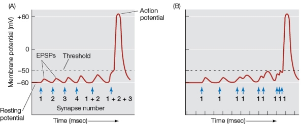 Refer to the graphs showing action potentials occurring in response to multiple excitatory postsynaptic potentials (EPSPs) .   In graph A, the action potential is due to A)  the action of each EPSP, which raises the membrane potential above its threshold. B)  the spatial summation of several simultaneous EPSPs. C)  the number of synapses on the cell body. D)  the rapid succession of EPSPs at one synapse. E)  the lack of inhibitory synapses.