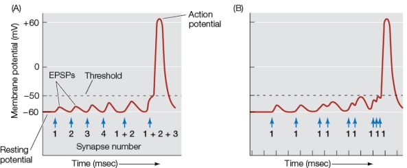 Refer to the graphs showing action potentials occurring in response to multiple excitatory postsynaptic potentials (EPSPs) .   In graph B, the action potential is due to A)  the rapid succession of EPSPs at one synapse. B)  the action of each EPSP, which raises the membrane potential above its threshold. C)  saltatory conduction along the axon receiving the EPSP. D)  the increase in strength of the EPSP as it spreads from the synapse. E)  the spatial summation of several simultaneous EPSPs.