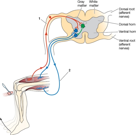 Refer to the figure showing the knee-jerk reflex.   What is happening at point 1? A)  The motor neuron is bringing sensory information to the dorsal root in the spinal cord. B)  Inhibition from the afferent neuron is being transmitted to the interneuron and efferent neuron. C)  The efferent neuron is firing action potentials that are transmitted to the afferent neuron. D)  Action potentials fired by the stretch receptors are being transmitted to neurons in the spinal cord. E)  The sensory neuron is transmitting to the spinal cord information that will be transmitted to the motor neurons in the brain.
