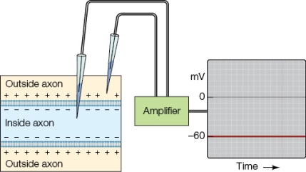 Refer to the figure showing two electrodes, one placed within the cytoplasm of a nerve cell and the other placed outside the cell membrane.   What are the two electrodes measuring, and what does the red line represent?