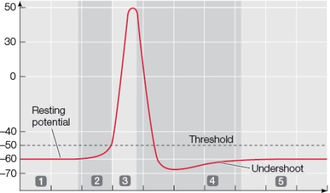 Refer to the graph showing the course of an action potential.   At which of the numbered points along the graph do voltage-gated sodium channels first open, and what is the result?