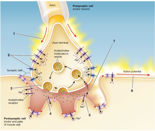 Refer to the figure showing a neuromuscular junction.   At which of the numbered positions does the insecticide malathion exert its effects, and what will be the result?