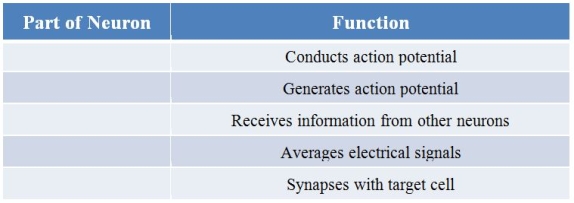 Refer to the table listing the functions of several parts of a neuron.   List the parts from top to bottom to correctly match the parts to their functions. A)  Axon, cell body, axon terminal, axon hillock, dendrite B)  Axon hillock, cell body, dendrite, axon, axon terminal C)  Axon, axon hillock, dendrite, cell body, axon terminal D)  Axon hillock, synapse, axon terminal, axon, dendrite E)  Synapse, axon hillock, dendrite, cell body, axon terminal