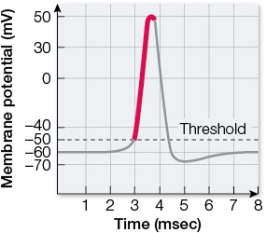 Refer to the graph showing the tracing of membrane potential change during the course of an action potential.   Which event is occurring in the section of the tracing highlighted in red? A)  Closing of sodium channel inactivation gates B)  Opening of voltage-gated sodium channel activation gates C)  Closing of potassium leak channels D)  Opening of gated potassium channels E)  Closing of all gated channels