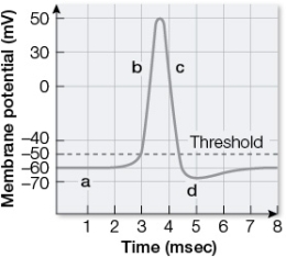 Refer to the graph showing the tracing of membrane potential change during the course of an action potential.   Which of the following is the correct sequence of events and conditions indicated by the labels  a,   b,   c,  and  d ? A)  Depolarization, resting potential, repolarization, undershoot B)  Resting potential, depolarization, undershoot, repolarization C)  Undershoot, depolarization, repolarization, resting potential D)  Resting potential, depolarization, repolarization, undershoot E)  Repolarization, depolarization, undershoot, resting potential
