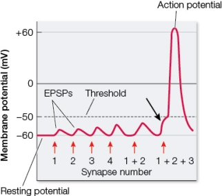 Refer to the figure showing a postsynaptic neuron summing information.   The black arrow in the figure indicates A)  the summing of several inhibitory postsynaptic potentials. B)  temporal summation. C)  electrical summation. D)  the summing of postsynaptic potentials created at the same synapse in rapid succession. E)  spatial summation.