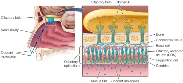 Refer to the figure.   In the human olfactory system, odorant molecules in the environment bind to receptors on the A)  olfactory bulb. B)  glomeruli. C)  nasal cavity. D)  olfactory cell axon. E)  olfactory cilia.