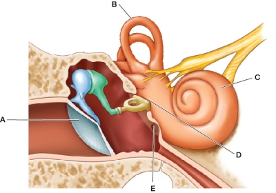 Refer to the figure, which shows the structures of the middle ear.   Vibrations sensed at the structure labeled _______ initiate pressure waves in the cochlea. A)  A B)  B C)  C D)  D E)  E
