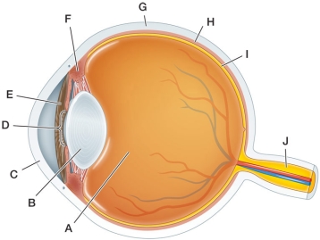 Refer to the figure, which shows the human eye.   As we age, the structure labeled _______ becomes less elastic and we lose the ability to focus on close objects. A)  A B)  B C)  C D)  D E)  E