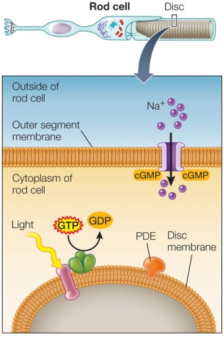 Refer to the figure.   The figure shows the molecular events occurring in a rod photoreceptor in the absence of light.Which of the following best describes the  dark current  that is active in these cells? A)  The rod cell membrane is hyperpolarized. B)  GMP-gated channels prevent Na<sup>+</sup> from entering the cell. C)  Na<sup>+</sup> can enter the rod cell through open sodium channels. D)  Transducin activates PDE, which maintains open Na<sup>+</sup> channels. E)  A change in rhodopsin leads to hyperpolarization of the membrane.