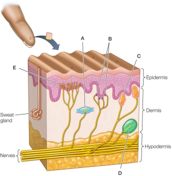 Refer to the figure, which shows receptors in human skin.   If the tactile receptor labeled C were nonfunctional, what would happen to a person's ability to detect either touch or pressure?