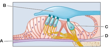 Refer to the figure, which shows the organ of Corti in the human inner ear.   Damage to which of the labeled structures would most directly interfere with the ability of the inner ear to determine the pitch of a sound? Provide the letter and the correct name of the structure.