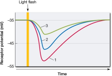 Refer to the graph.   The graph shows the response of rod cells to flashes of light as individual traces.Evaluate the following statement with respect to accuracy: The membrane potential depicted in trace 3 shows the response of rod cells to dim light.