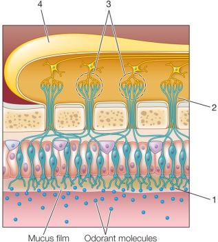 Refer to the figure.   Identify the structures labeled 1, 2, 3, and 4 in the figure, starting with 1 and ending with 4. A)  Olfactory cilia of olfactory receptor neurons, axons of olfactory receptor neurons, glomeruli, olfactory bulb B)  Axons of olfactory receptor neurons, olfactory cilia of olfactory receptor neurons, olfactory bulb, glomeruli C)  Olfactory cilia of olfactory receptor neurons, ligands of olfactory receptor neurons, cilia of glomeruli, olfactory bulb D)  Glomeruli, axons of olfactory receptor neurons, olfactory cilia of olfactory receptor neurons, olfactory epithelium E)  Olfactory microvilli of olfactory receptor neurons, axons of olfactory receptor neurons, glomeruli, olfactory epithelium