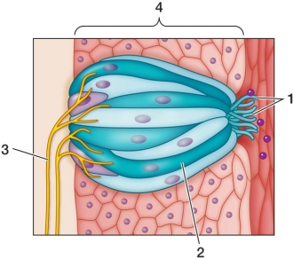 Refer to the figure.   In the taste bud shown, identify the structures labeled 1, 2, 3, and 4 in the figure, starting with 1 and ending with 4. A)  Cilia, taste bud sensory cell, sensory neuron, nasal epithelium B)  Microvilli, olfactory receptor cell, motor neuron, nasal epithelium C)  Microvilli, taste bud sensory cell, sensory neuron, lingual (tongue)  epithelium D)  Cilia, olfactory receptor cell, sensory neuron, nasal epithelium E)  Microvilli, olfactory receptor cell, sensory neuron, lingual (tongue)  epithelium