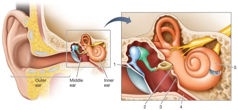 Refer to the figure.   Identify the structures labeled 1, 2, 3, 4, and 5 in the figure, starting with 1 and ending with 5. A)  Round window, oval window, cochlea, eustachian tube, tympanic membrane B)  Oval window, round window, tympanic membrane, cochlea, eustachian tube C)  Tympanic membrane, round window, oval window, cochlea, eustachian tube D)  Tympanic membrane, oval window, round window, eustachian tube, cochlea E)  Oval window, tympanic membrane, round window, eustachian tube, semicircular canal