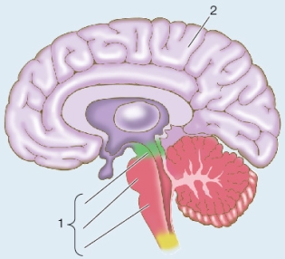 Refer to the figure, which shows a cross section of an adult human brain.   Structure 2 is the _______, which develops from the embryonic ______. A)  cerebellum; telencephalon B)  cerebellum; hindbrain C)  cerebrum; telencephalon D)  cerebrum; diencephalon E)  cerebellum; forebrain