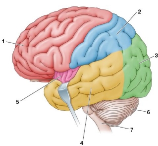 <strong>Refer to the figure, which shows the human brain. Choose the incorrect match between the numbered brain region and its primary function(s).</strong> A) 1; controls muscles, contributes to personality, and allows future planning B) 2; receives information about touch and pressure C) 3; receives information about social interactions D) 4; processes auditory information and functions in recognition and naming of objects E) 5; receives somatosensory and autonomic regulatory information